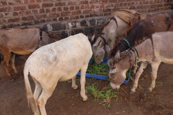 Figure 7: Providing fresh fodder to working donkeys in small amounts throughout the day to ensure they remain healthy and have sufficient energy as they work.