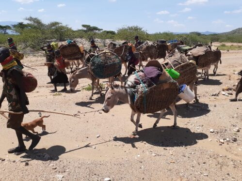 Figure 16: Donkey’s supporting migration of Pastoralist communities in Turkana