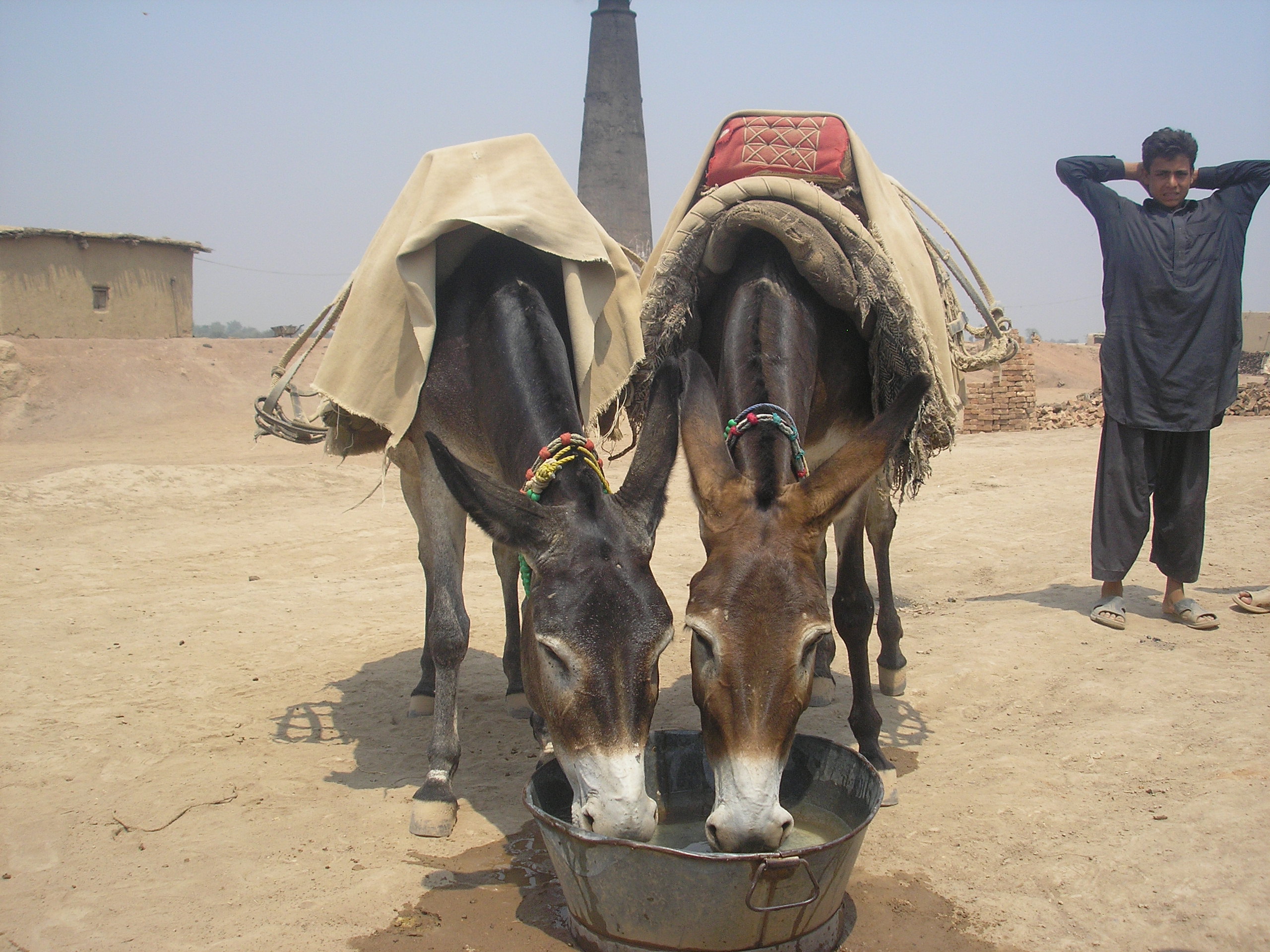 Case Study: Defining the neediest working animals for a pilot project in Ethiopia