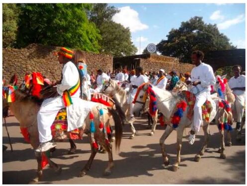 Figure 17: Horses supporting cultural and social activities in Ethiopia.