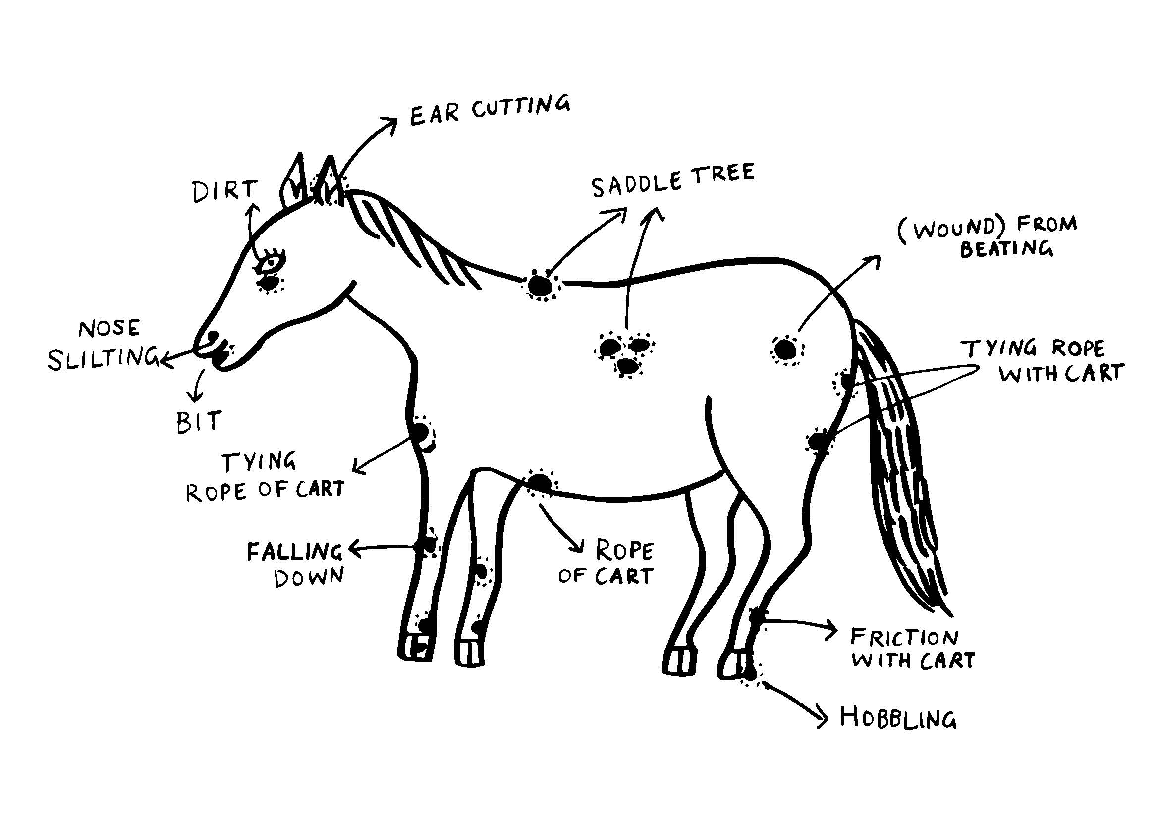 Figure T20b Animal body issue map, indicating body issues and causes on a working horse