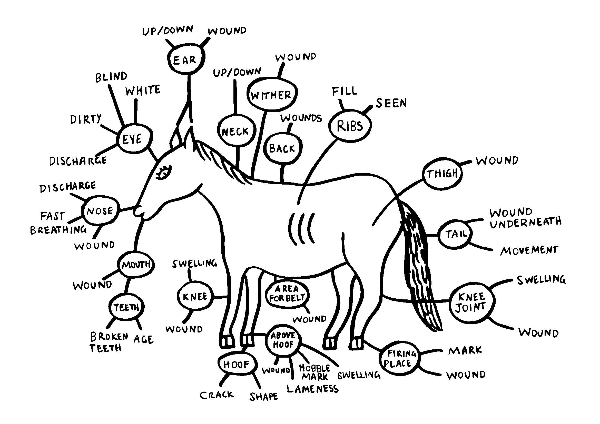 Figure T20C Animal body indicators map of a working horse