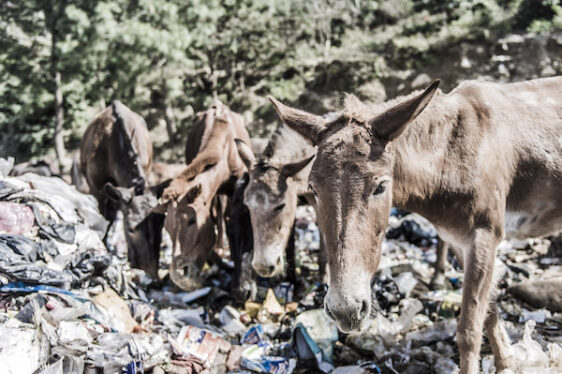 Figure 8: Example of donkeys in and environment littered with rubbish which can be hazardous to their health when consumed.