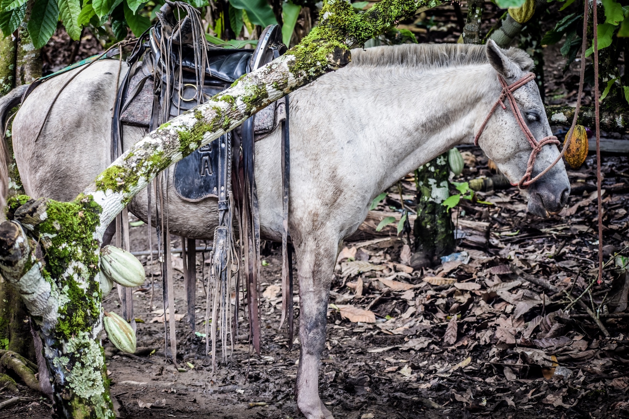 One Welfare | Case Study 2
Equine welfare in the production
of organic cocoa in Nigeria